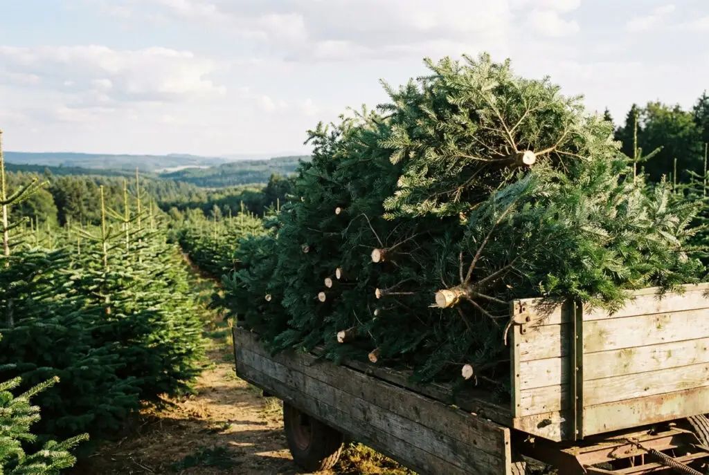 Anhänger voll Grünschnitt von Nordmanntannen in der Weihnachtsbaumkultur